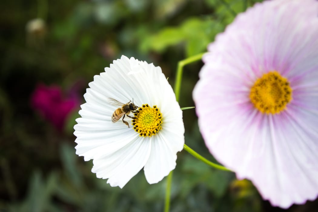A bee collects pollen from a white flower in Rawene, New Zealand.