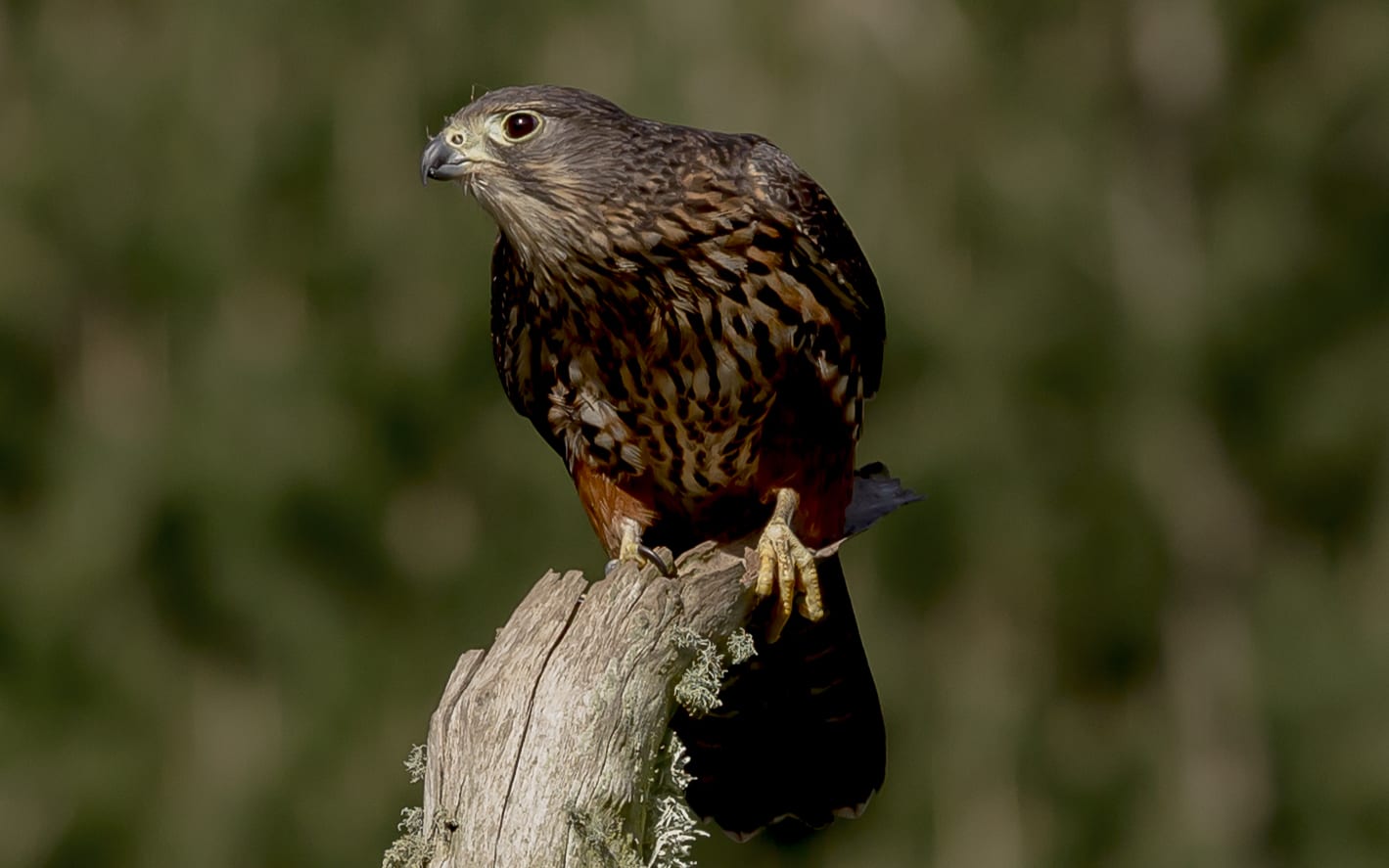 The New Zealand falcon, or kārearea.