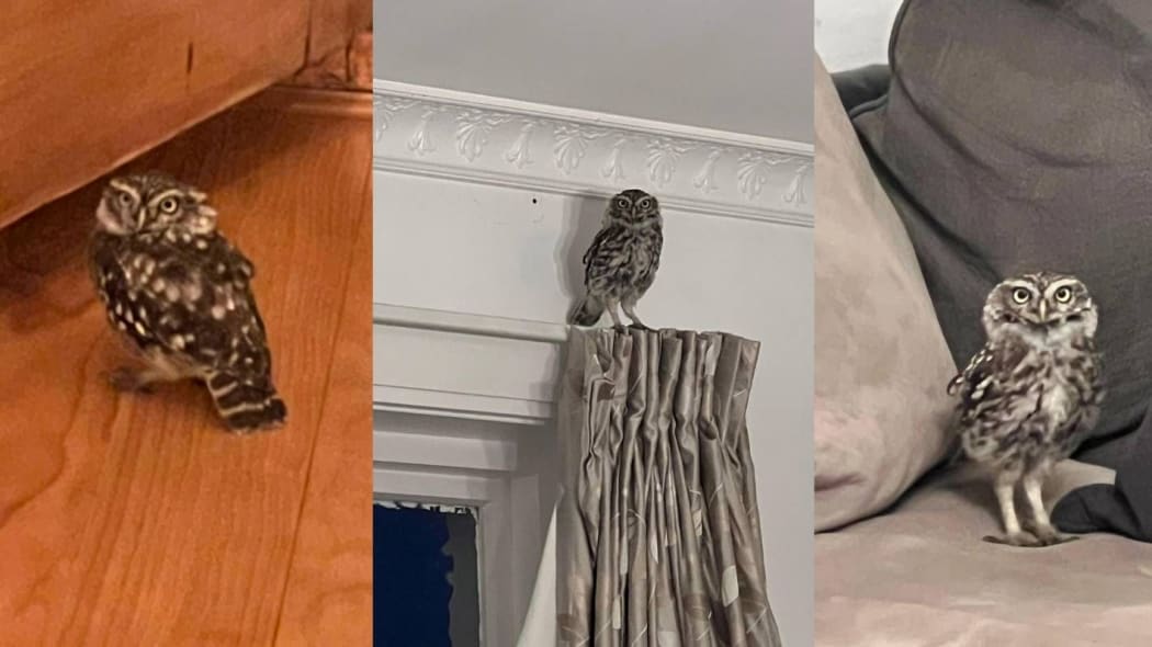 Mr Hoot - a young owl who has made itself at home in a South Canterbury house
