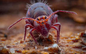 Globular springtails (Dicyrtoma spp.)