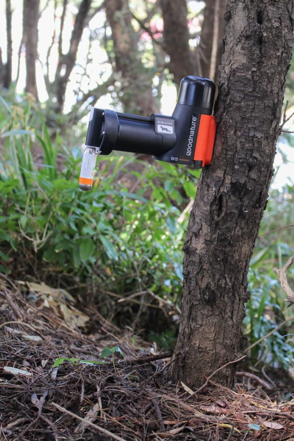 The new Goodnature A18 trap which has been designed for both mongoose and mink