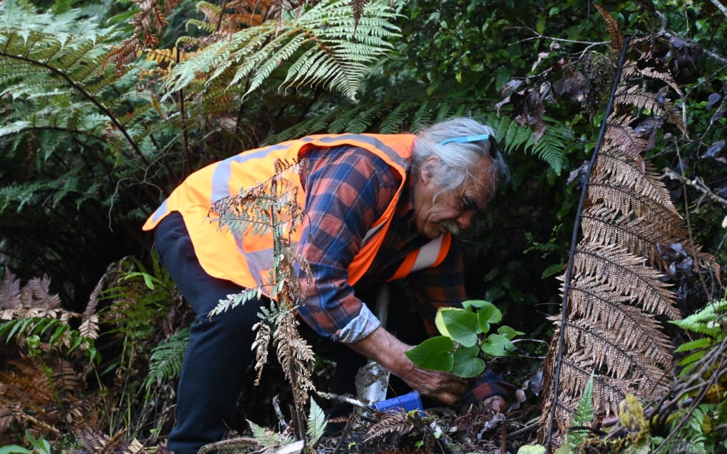 Caption: Joey Allen of Ngāti Hāua plants extremely rare native Manawa Kawa in the Tāngarākau Gorge. Photo: Supplied (single use only)