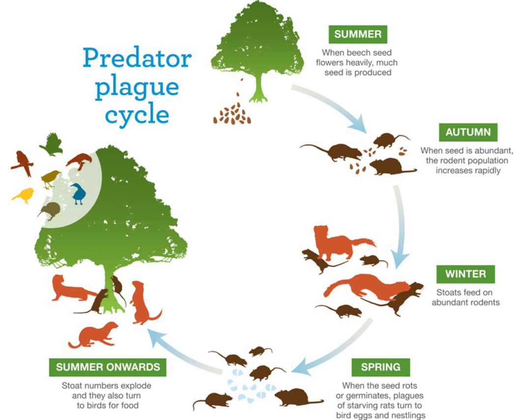 Department of Conservation mast/predator plague cycle infographic.