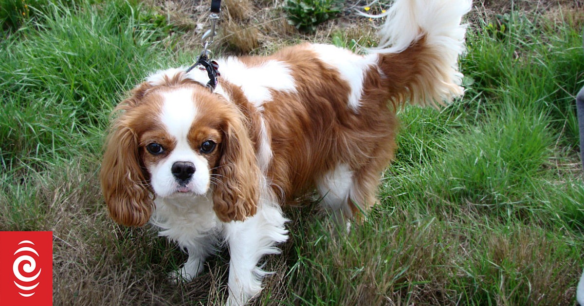 Research: over-breeding causing heart problems in Cavalier King