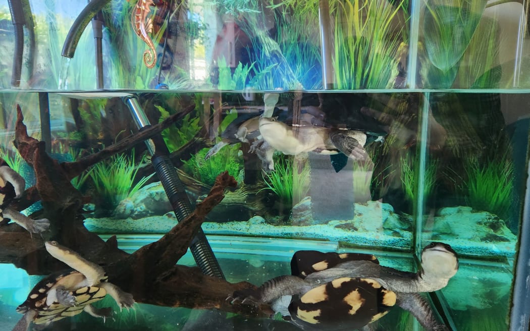 One of Anna Moot's turtle tanks