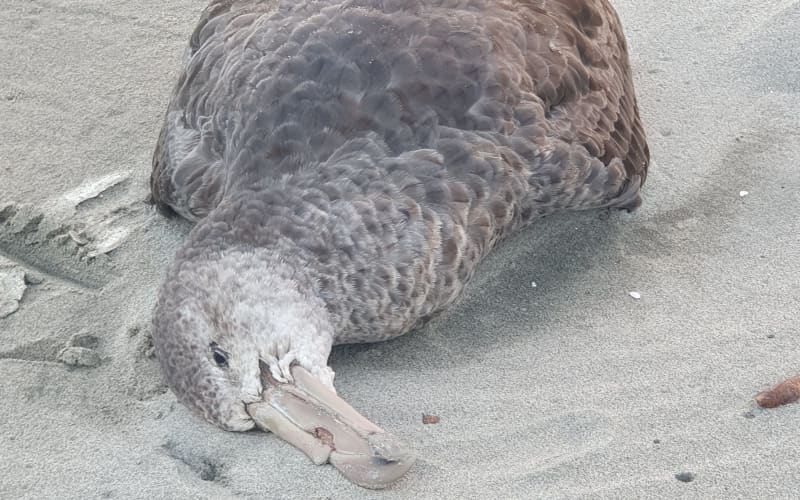 A giant petrel found on Farewell Spit on Wednesday is likely to have died in a storm, but is being tested for H5 bird flu virus given recent cases in Australia.