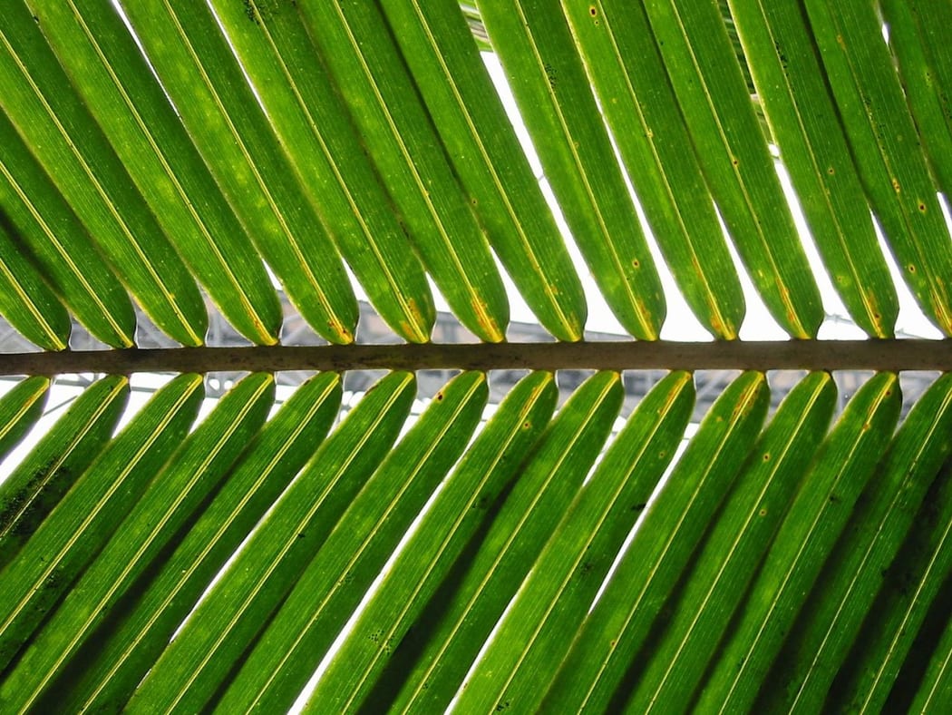 Palm frond.