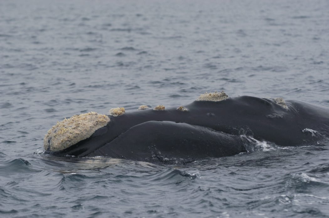 Southern right whales can be individually identified by the patterns of rough white callosities on their head.