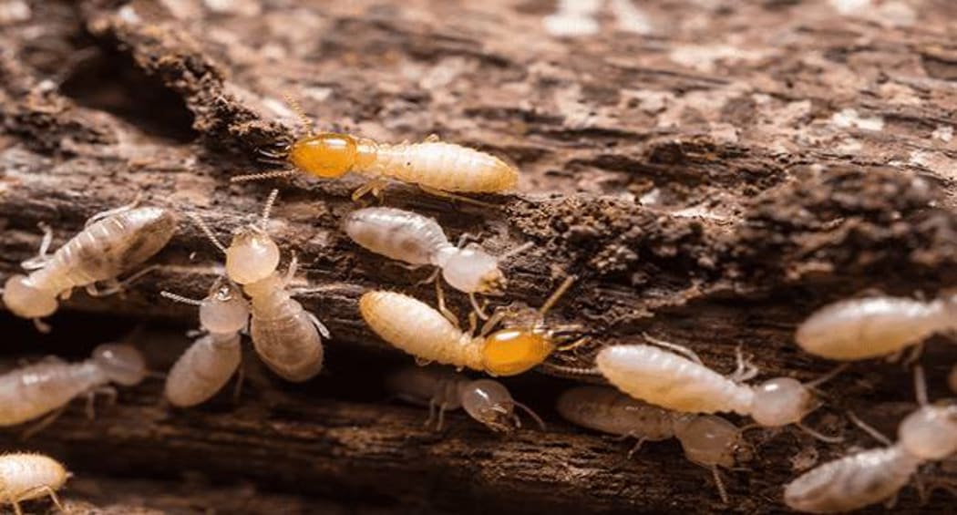 Asian Subterranean Termites