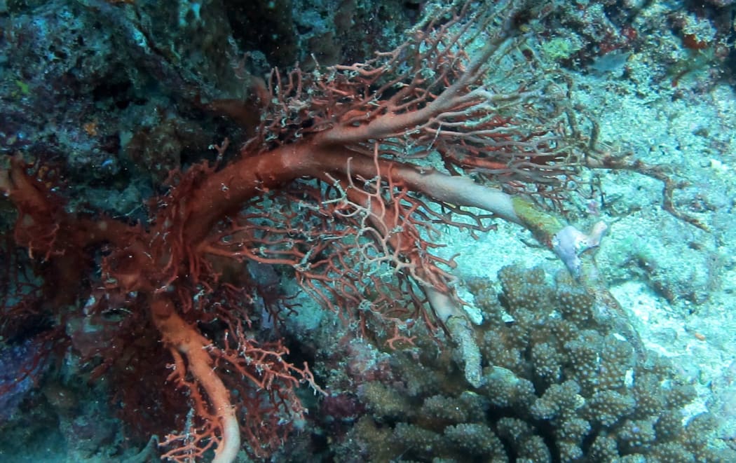 Damage to coral in Fiji after Cyclone Winston