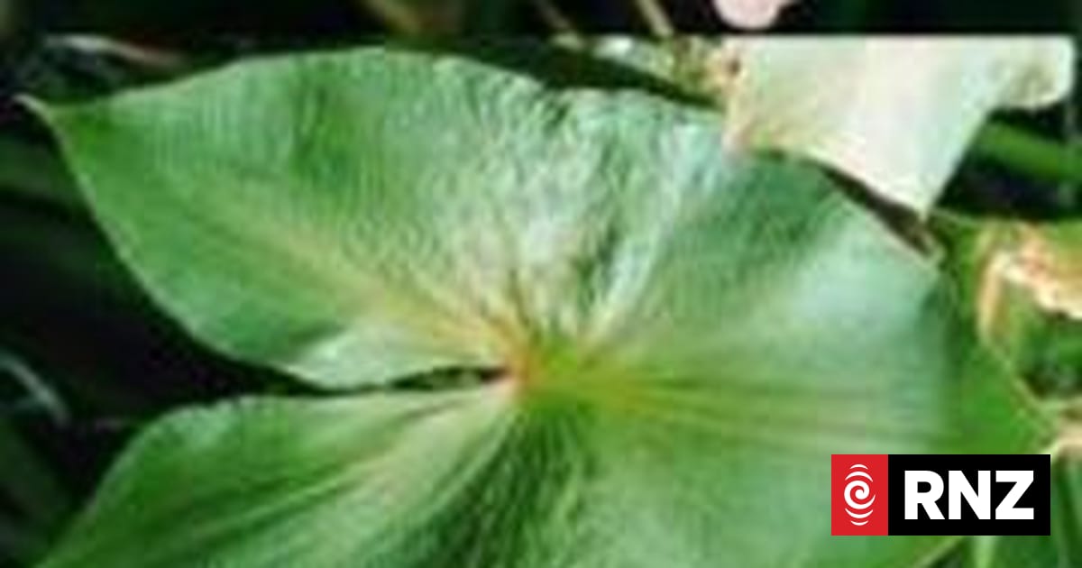 Invasive arrowhead weed discovered in Tauranga | RNZ