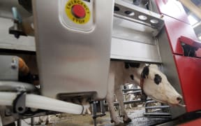 Some robotic milking machines that automate the whole process, at any time the cow wants.