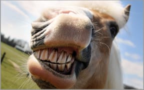 Horse grin