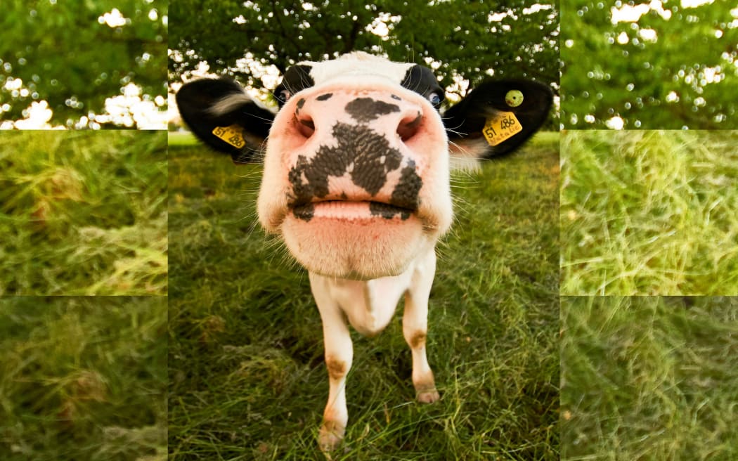 Dairy cow close up on face