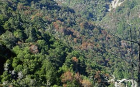 Dead silver and red beech in Mount Richmond Forest Park