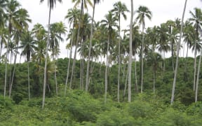 Trees and bush in Madang, Papua New Guinea.