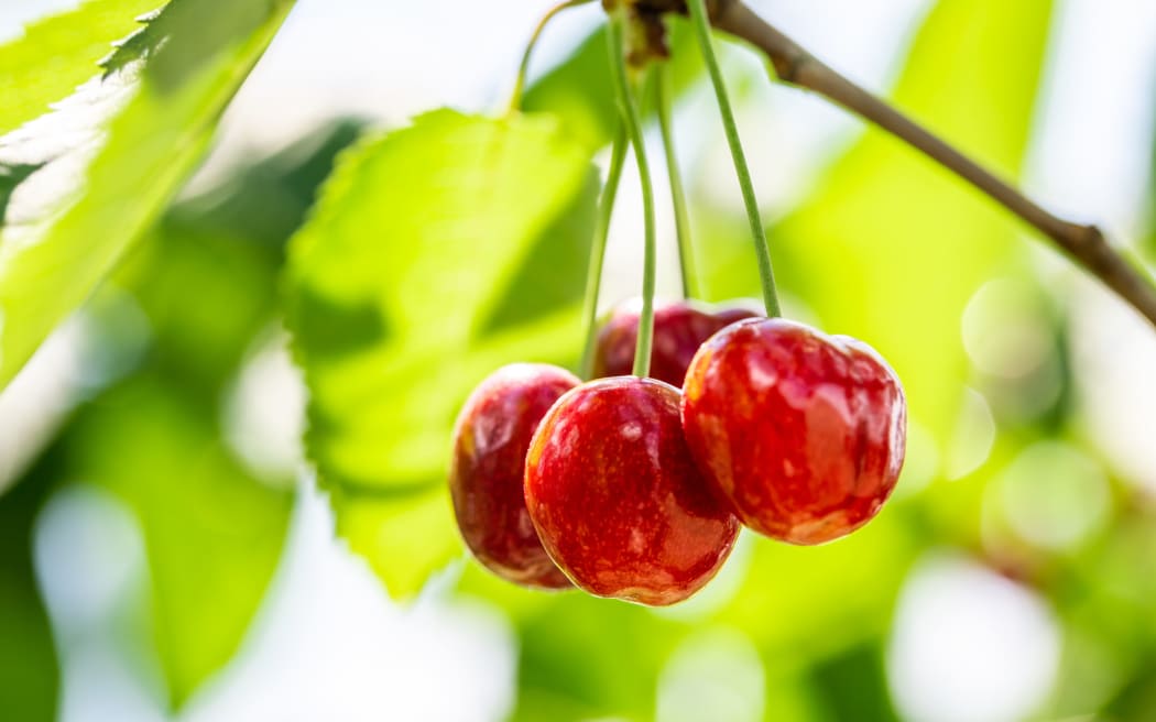 Cherries on tree.