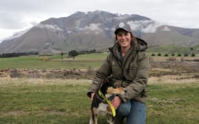 sheep dogs in ute