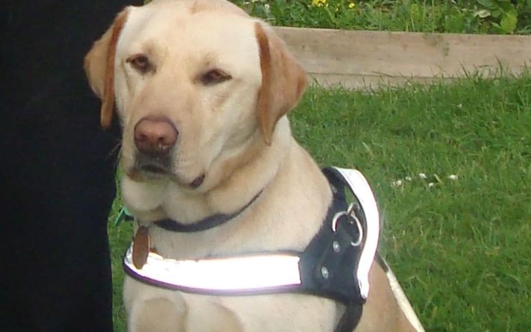 Gordy, a two-year-old yellow Labrador, went missing on Thursday in Newtown.