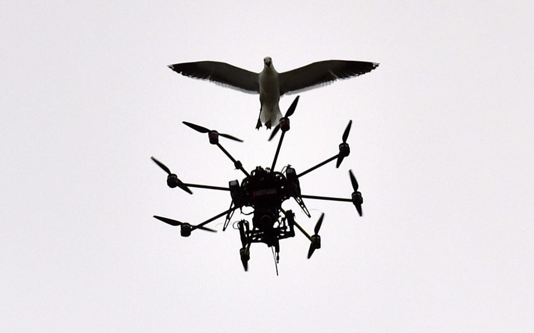 A seagull swoops at a Sky TV drone covering the cricket on day five of the second international Test cricket match between New Zealand and Sri Lanka at the Basin Reserve in Wellington on January 7, 2015.