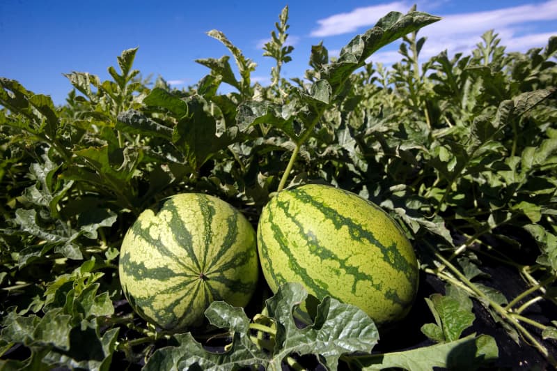 Woodhaven Gardens is family business that has been growing watermelons in Horowhenua for about 30 years.