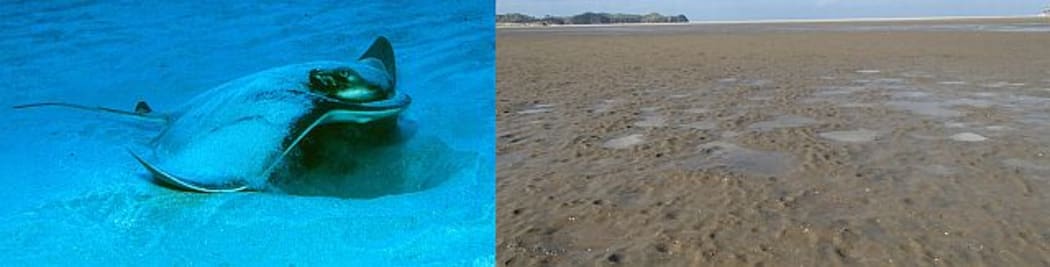 Eagle rays hunt for food by blasting a jet of water through their gills to stir up the sand (left); a series of pits in the estuary at low tide on Whangapoua Beach on Great Barrier Island show where rays have been feeding.