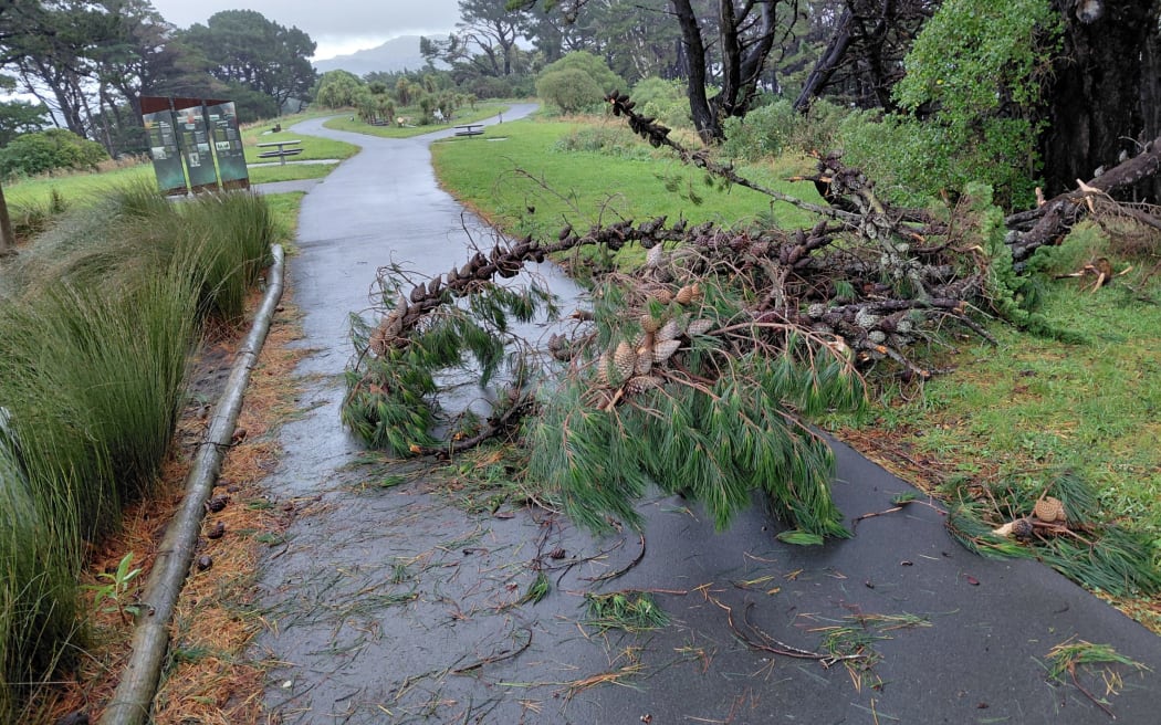Trees down on Mount Victoria, February 2026.