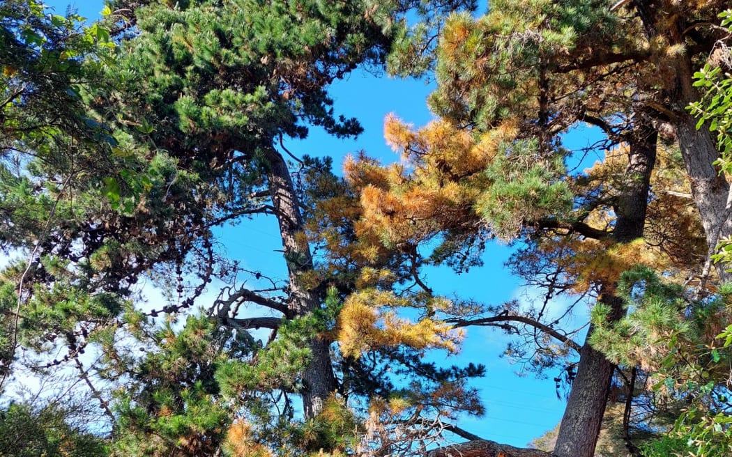 A poisoned pine tree in Dellside Reserve, showing signs of decay.