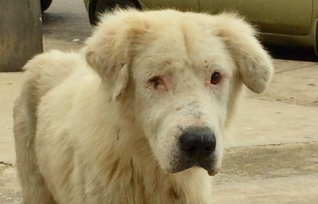 "Majority of dogs, if not all, are not desex, so the population of dogs is uncontrollable in Tonga." - TAWS