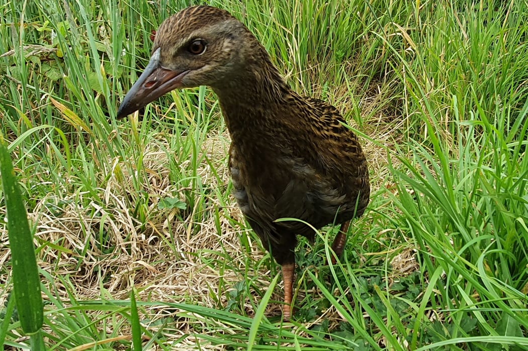 A juvenile weka showing the curious nature of the species.