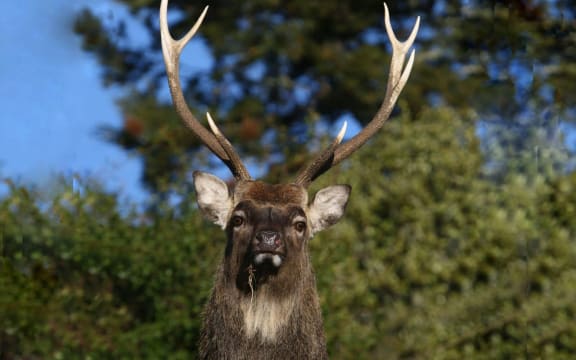 The Japanese Sika deer was introduced to New Zealand in 1905