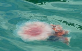 Jellyfish