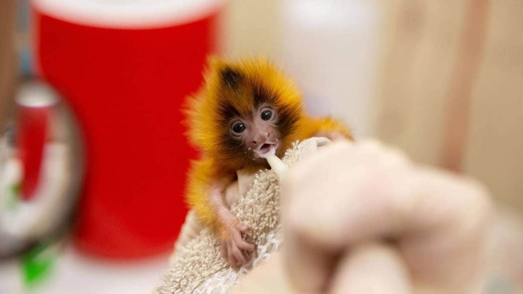 One of Auckland Zoo's newborn tamarin twins.