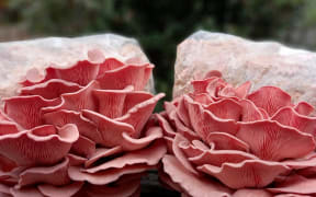Pink oyster mushrooms - pekepeke kiore
