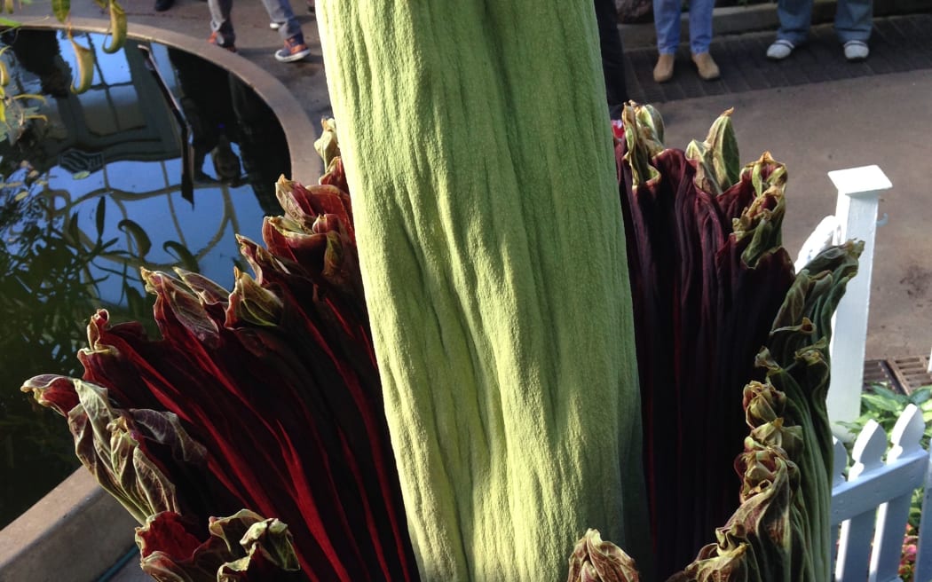 The Corpse flower at the Auckland Domain blooming in June 2015