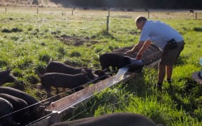 Greg Hart and his pigs