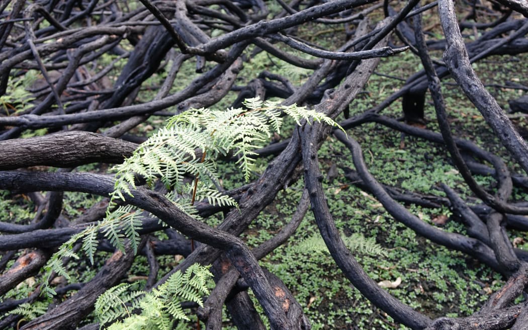 Native bracken fern growing through burnt gorse in Ohinetahi Reserve.