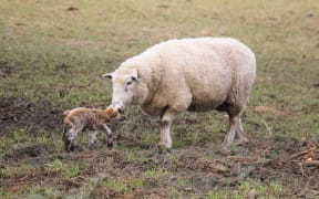 ewe and newborn lamb