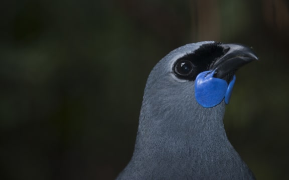 Kōkako.