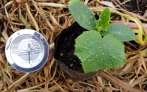 16 degrees in the greenhouse. Ready for cucumbers.