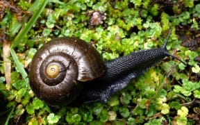 Several large Several powelliphanta marchanti shells and one live snail have been found in Totara Reserve Regional Park.