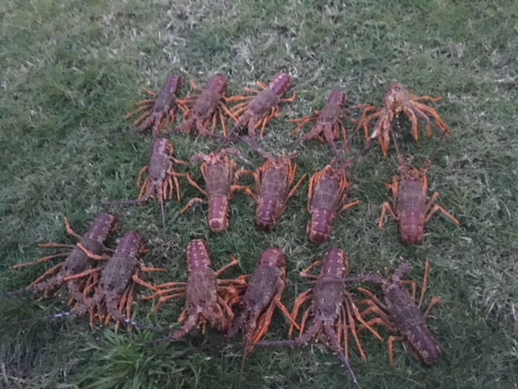 Some of the 55 crayfish poached from the Te Tapuwae o Rongokako Marine Reserve.