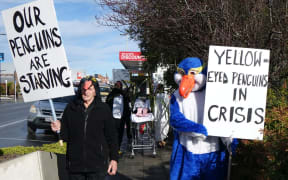 A yellow eyed penguin 'Death March' was held in Balclutha by Forest and Bird members in penguin suits.