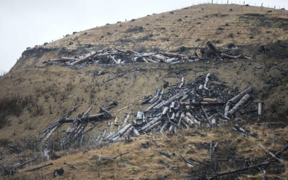 Tolaga Bay, heavy rain forced piles of wood onto farmland.