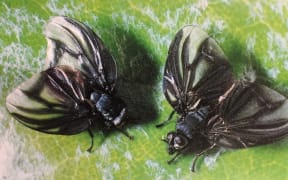 Bat-winged fly