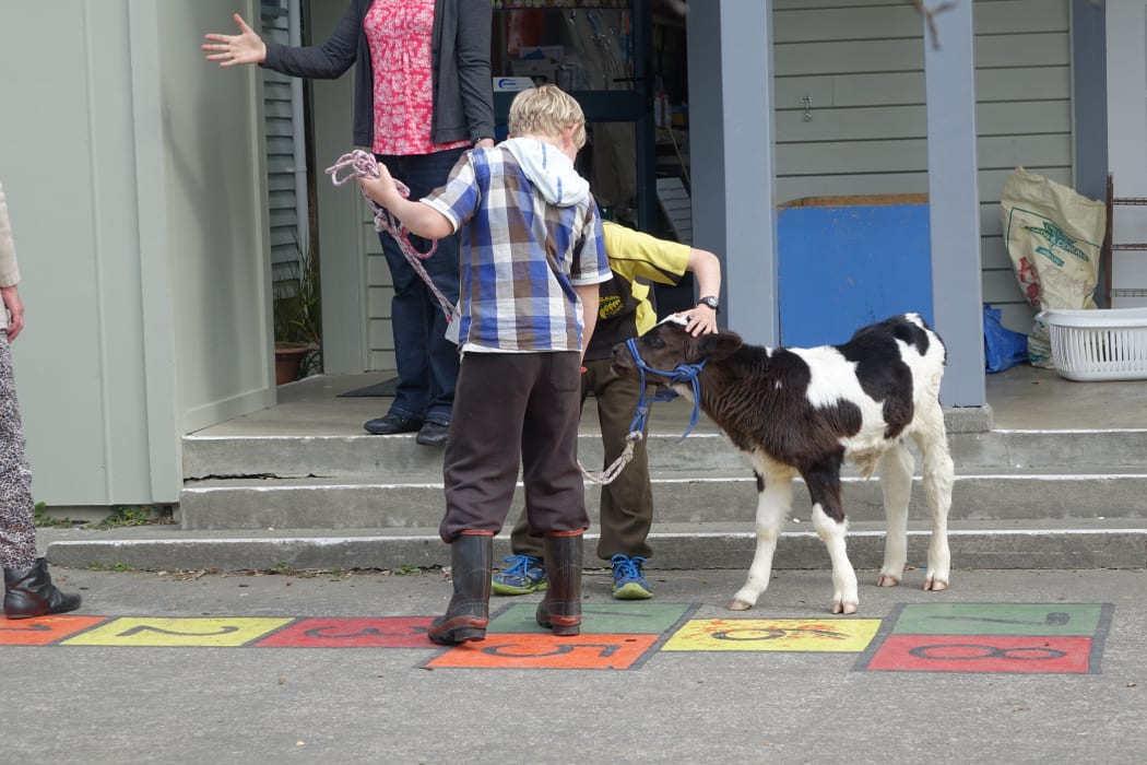 Calves are also welcome at Elsthorpe Primary School's pet day.