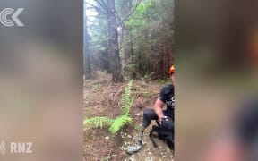 Video footage of Canterbury cat released - but how big is it?