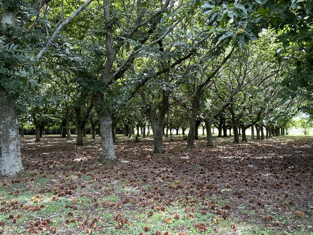 Pick Your Own Chestnuts Farm