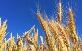 Sunny wheat