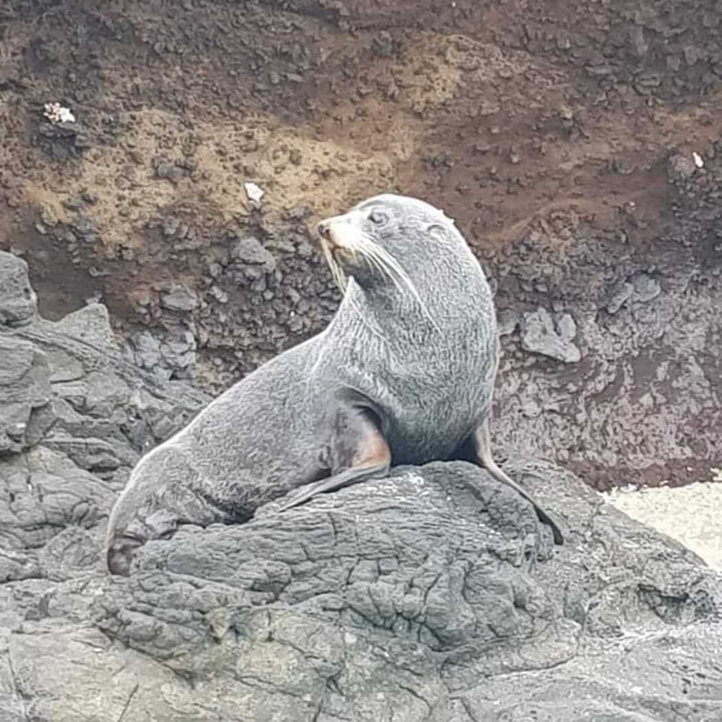 The mystery seal found on the rocks at Rukua in Beqa, Fiji.